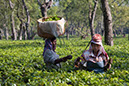 9410 Dibrugarh piantagione di tè