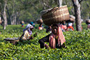 9422 Dibrugarh piantagione di tè