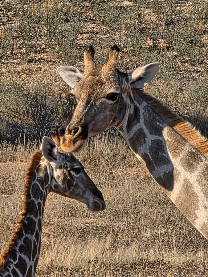 %_tempFileName05%20Kgalagadi%20Transfrontier%20Park,%20giraffe%