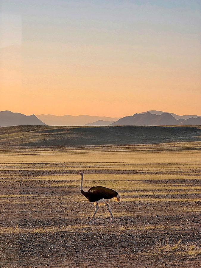 %_tempFileName08%20Sossusvlei,%20Namib%20Desert,%20struzzo%
