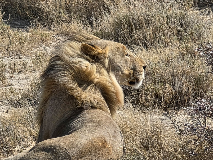 %_tempFileName15%20Etosha%20National%20Park,%20leone%20controvento%
