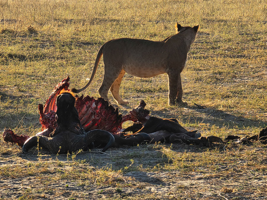 %_tempFileName20%20Chobe%20National%20Park,%20pasto%20della%20leonessa%
