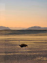 %_tempFileName08%20Sossusvlei,%20Namib%20Desert,%20struzzo%