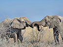 %_tempFileName16%20Etosha%20National%20Park,%20elefanti%