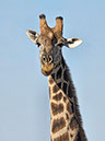 %_tempFileName17%20Etosha%20National%20Park,%20giraffa%