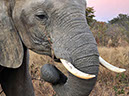 %_tempFileName19%20Chobe%20National%20Park,%20elefante%